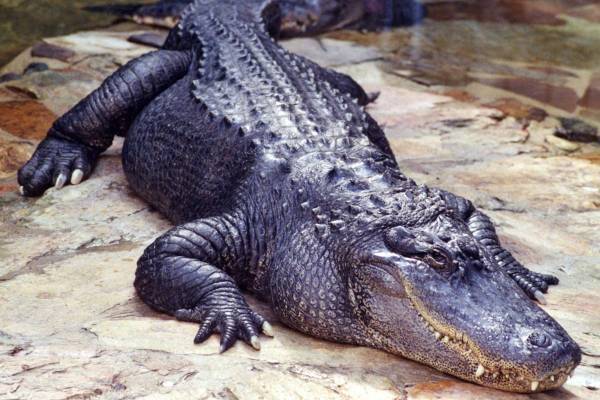 「マネキンかと思った」女性の下半身をくわえた巨大ワニ、街中の水路で発見される
