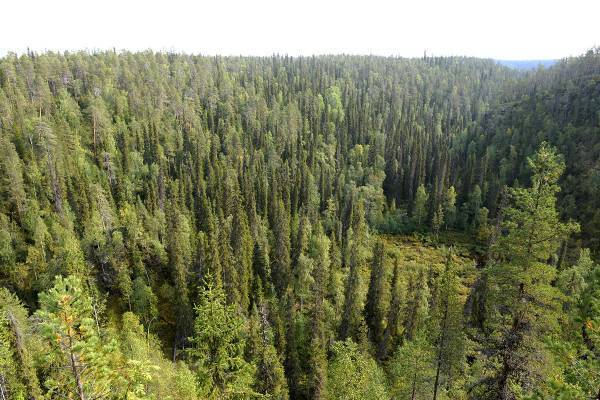 北欧在住の人気漫画家がフィンランドへの“出稼ぎベリー摘み”を紹介→批判殺到で謝罪…一部では劣悪な環境の指摘も