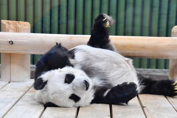 “神戸のお嬢様”タンタンが28歳に！　コロコロ癒しショット