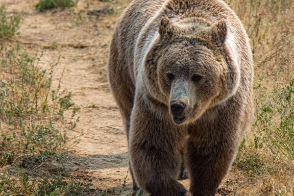クマに殺された夫婦、襲撃直前に家族へメールしていた