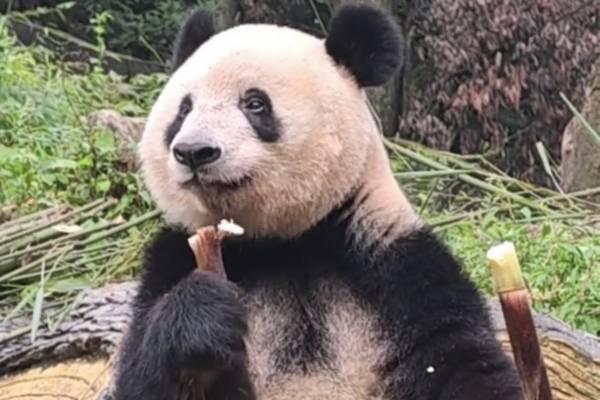 祝・一般公開スタート！シャンシャンのたけのこモグモグショット振り返り