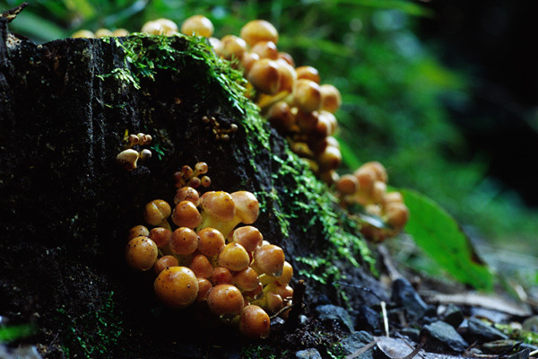 秋の味覚狩りで間違えると嘔吐、錯乱も……すぐそこにある「猛毒キノコ」危機