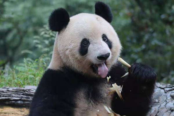 シャンシャンついに公開で日本ファン号泣！中国ファンも急増中