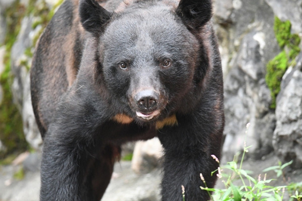 岩手県でクマに襲われ70代女性が死亡…自然保護課が語った捕獲・殺処分の「現状」