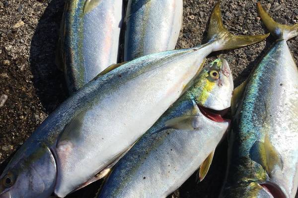 1切れ食べるだけで1食に必要なタンパク質の約2倍…週2回の「ブリ」で認知症予防！