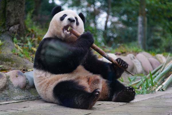 中国のシャンシャン“食欲の秋”でたけのこ8本完食