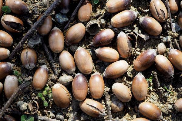 「立派な環境破壊」富士山に“あるはずない”大量のどんぐりが撒かれ物議…環境省は「法令違反の可能性」と苦言