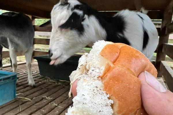 「命を落としてしまうこともある」千葉の動物園が“来園者の身勝手な餌やり”に悲痛喚起