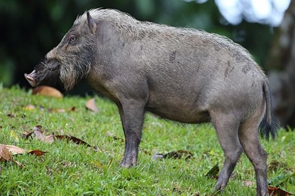 登校中の小学生が大けが、指を噛みちぎるほどの剛力さ…クマ被害の陰で相次ぐ「イノシシの獣害」