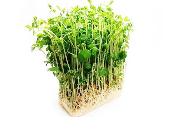 野菜高騰の救世主――“コスパ最強”豆苗が寝たきり防ぐ！