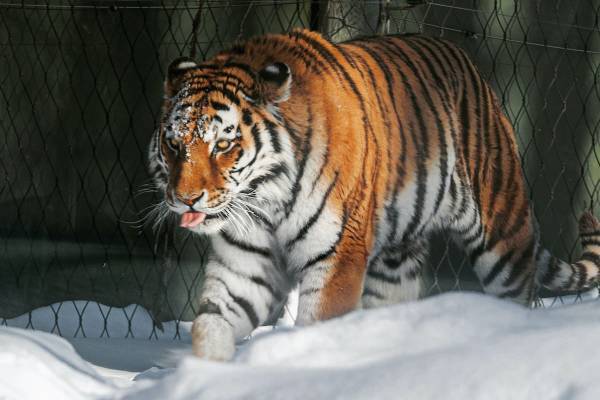 アムールトラに飼い犬を殺された男性、追いかけるも返り討ちに