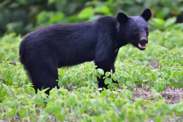 「今年ほどクマ被害が多い年は無い…」専門家警鐘の“異常出没”東京でも油断できない現状