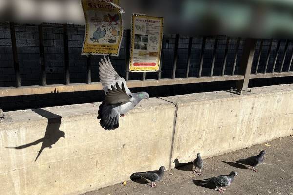 適正数越えで、ハトひき殺しも話題に　禁止ポスターの前でもエサを与え続ける女性の“言い分”