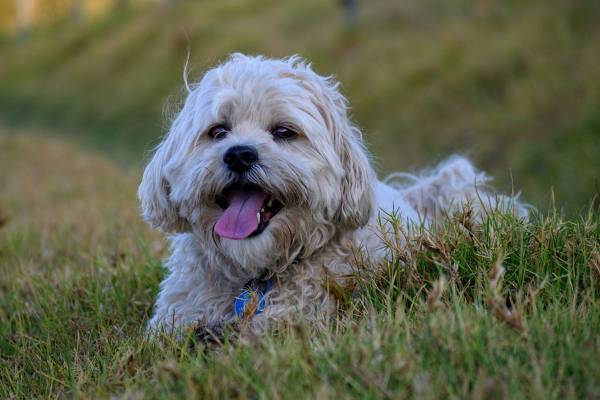 2階から飼い犬を投げ落とした女に実刑判決　動物の飼育も10年禁止に