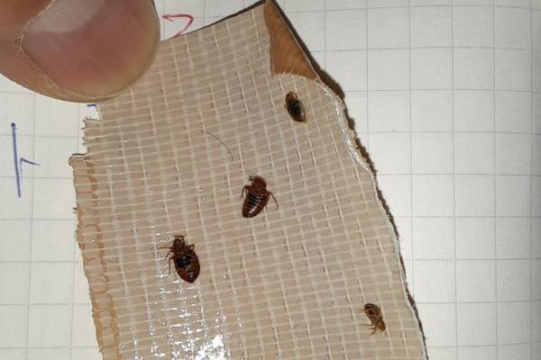 もしトコジラミが家にいたら？ 駆除のプロに聞いた【100均ハエ取り】より効く技3つ