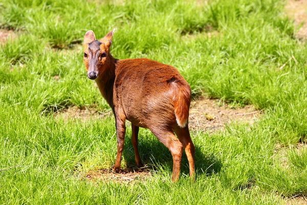 千葉県大量発生のキョン…「害獣＝ジビエ」は日本の食料自給率アップの未来!?