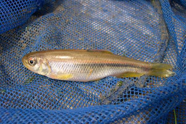 発がん汚染物質“PFAS”が川魚から検出、アサリやタラにも…専門家が食の安全に警鐘