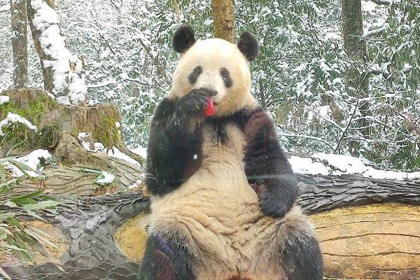 シャンシャン　中国での初雪に大興奮！白雪姫のような萌カット到着