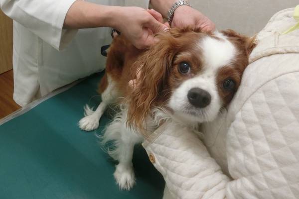 「犬飼う資格なし！」小学生ら噛んだ犬　狂犬病の予防注射なしに悲鳴も氷山の一角…日本の接種率は7割に低下