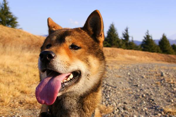 《殺処分するな！》“四国犬12人噛みつき”のX反応に違和感《まず子供の心配だろ》「クマを殺すな」抗議の二の舞も