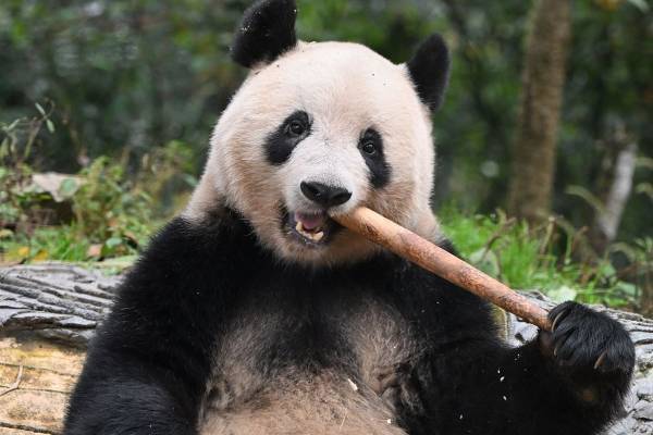 シャンシャン 中国返還から1年！3大カメラマン厳選ベストショット