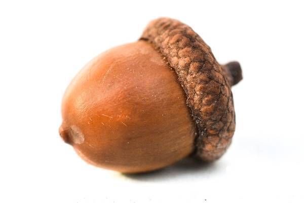 パトカーにドングリが落ちた音を銃声と勘違い、保安官代理が銃を乱射