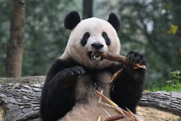 約20万人来場の人気イベント「パンダ春節祭」にパンダ好き記者が潜入