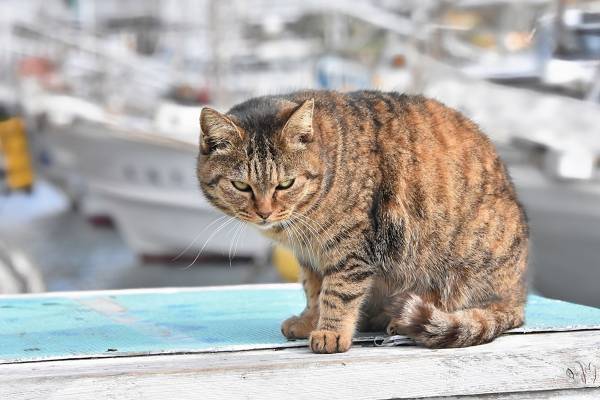 金属工場の“猛毒”六価クロム槽に猫が転落…市役所が明かした「苦情電話の内容」