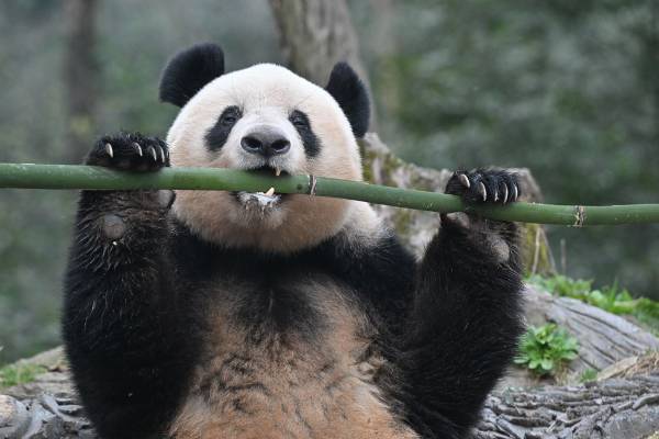 中国でも順調に発情期を迎えています！2024年最新シャンシャン写真集