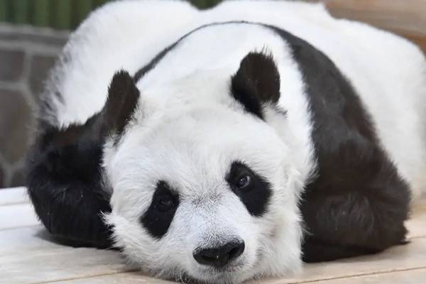 【タンタン秘蔵写真も！】好きな歴代パンダランキング　3位ランラン、2位カンカンを抑えた1位は？