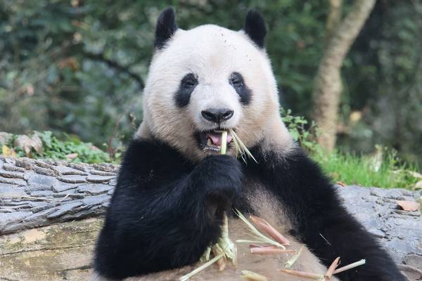 中国に帰ったシャンシャン　観光客の日本語呼びかけに“まさかの反応”でファン感動「めっちゃ泣けた」「愛情注がれてたんやろうな」