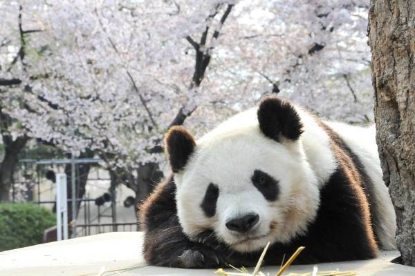 パンダのタンタン追悼アルバム「24年間、日本にいてくれてありがとう」