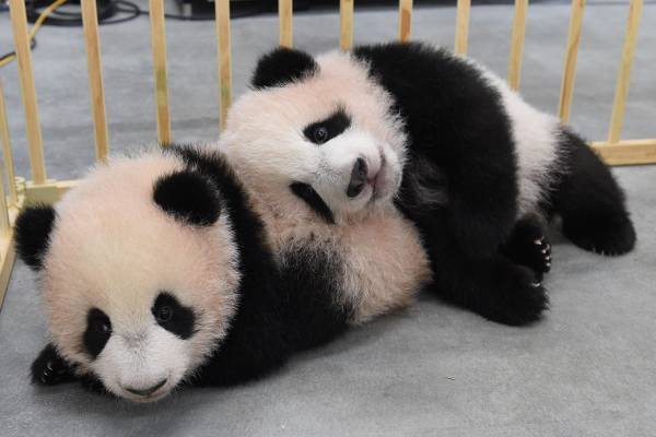 別々の飼育に！ パンダのシャオシャオ＆レイレイの仲良しベストショットアルバム