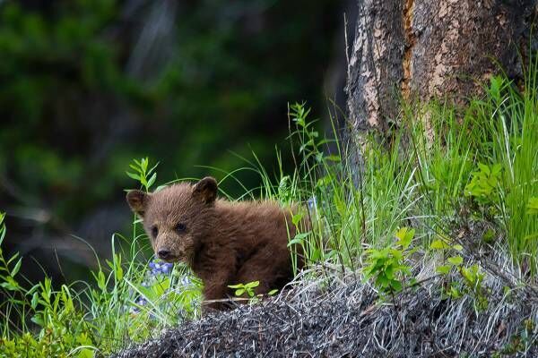 自撮りのために木から引きずり下ろされた子グマ、無事に回復中