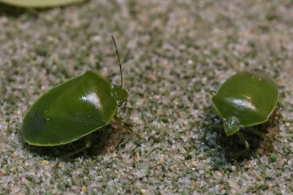 「例年の80倍」カメムシ大量発生中！室内侵入を防げる“意外な方法”