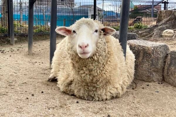 北海道ではなく千葉県生まれだった「ほたて」