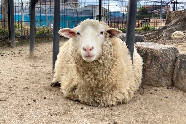 ヒツジなのに「ほたて」、カンガルーの「しじみ」 動物園の？ネーミング、由来を園の人に聞いてみた！