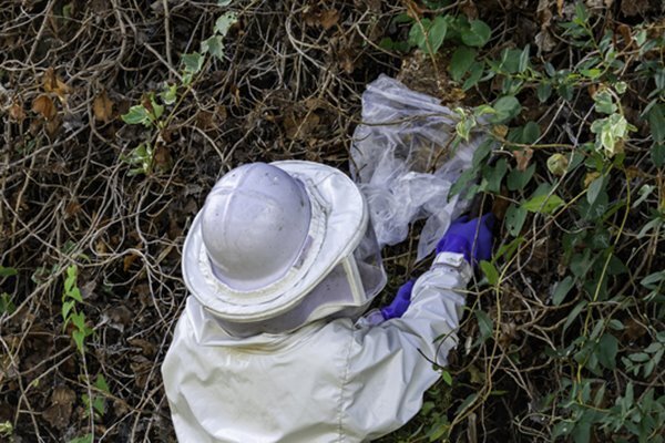 スズメバチ駆除で「150万円」請求の事例も…害虫駆除トラブルが急増中！