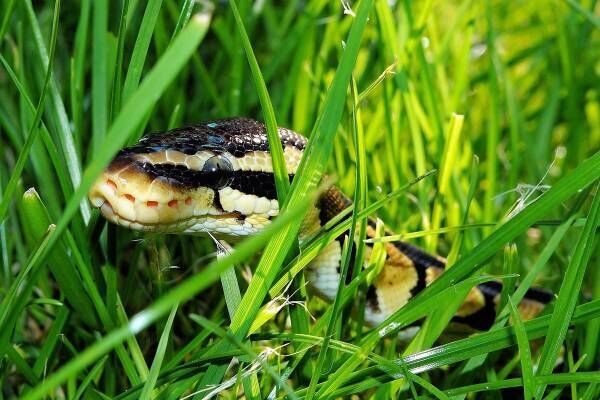 行方不明だった女性、ニシキヘビの体内から発見される