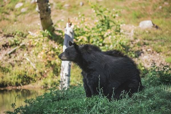 まるでストーカー？　女性につきまとい殺害したクマの執念