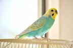 “ゆうパック”でセキセイインコ送られた動物保護団体の投稿にネット仰天…日本郵便が鳴らした警鐘