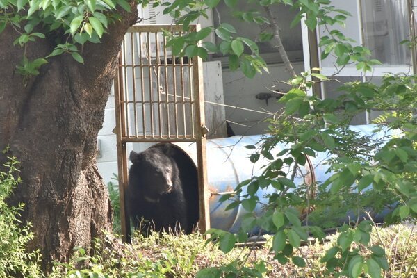 《クマ被害が拡大》生存しても顔の皮が剥がされ、眼球破裂した人も…治療の第一人者が語る「クマ外傷の恐ろしい実態」