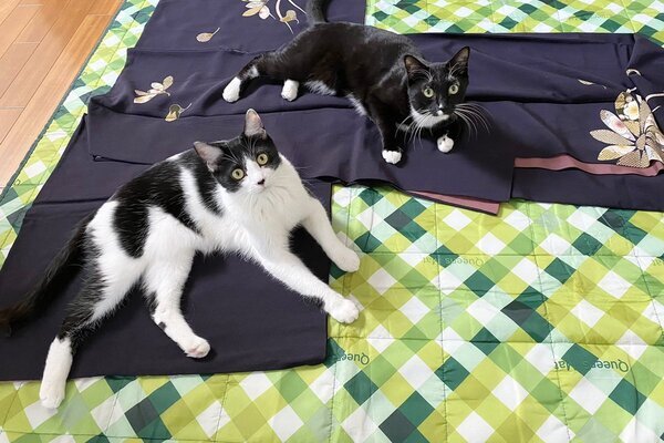 藤あや子さんの着物が毛だらけに！SNSで話題の「可愛すぎるネコハラスメント」