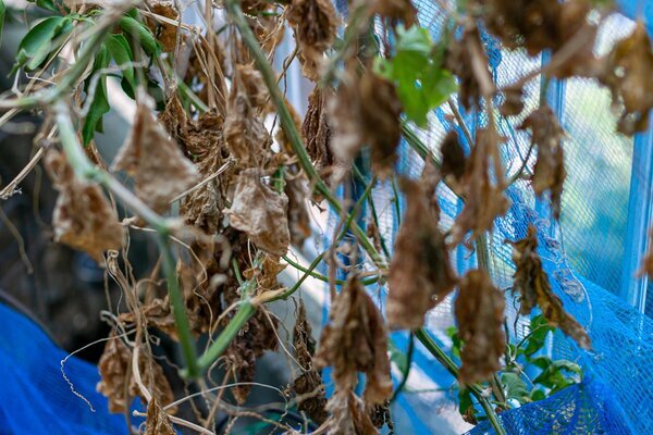 「野菜の冷凍保存」期間が3倍に伸びる！料理研究家が直伝の“簡単すぎる方法”とは