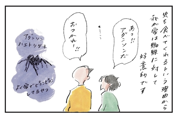 蜘蛛界で人気の我が家『まめ日和』第485回