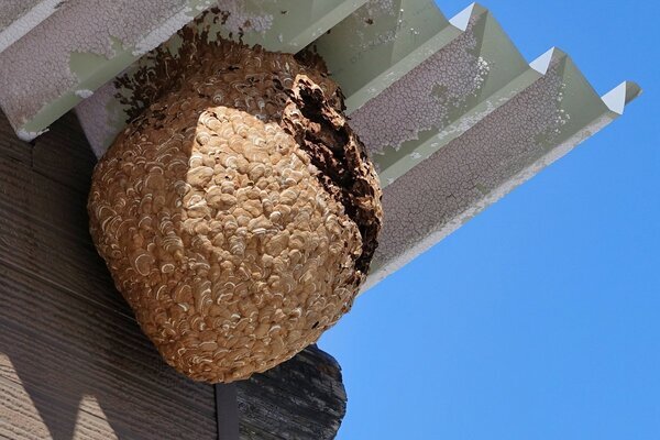 《秋には凶暴に》東京でも1.8倍増加…スズメバチが巣を作りやすい「8つの身近な場所」