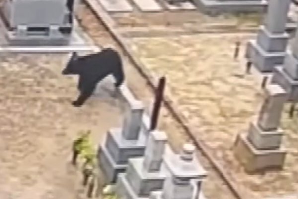 《彼岸の墓参りが危険度増》東京にも出没…“クマ襲撃”から身を守る方法6選
