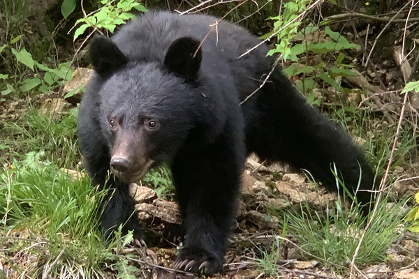 襲撃後に2メートルの柵を設置へ…血だらけでクマを返り討ちにした57歳ラーメン店員の“その後”