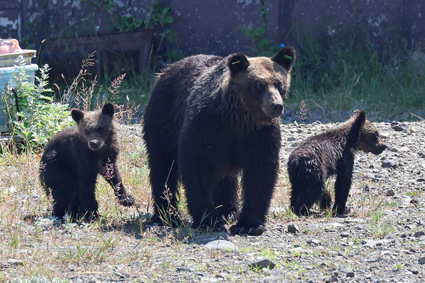 「生きたまま食われるんだよ」逆転勝訴のクマハンター　“クマとの共存”質問に突きつけた現場のリアルにネット衝撃