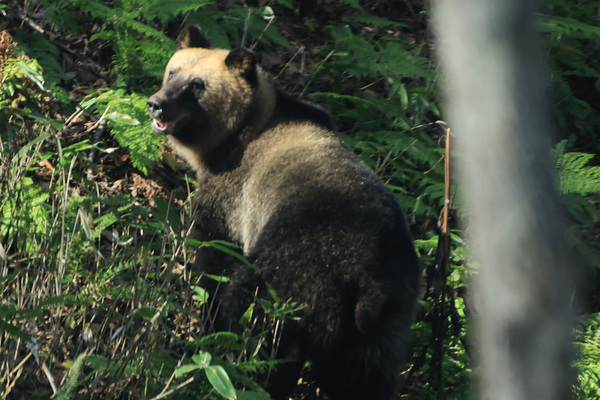 【クマ出没】ペースは過去最多を上回る勢い「今年のヒグマはメタボ」専門家が明かす巨大化の原因と本州進出の可能性